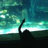 Sea Life Park