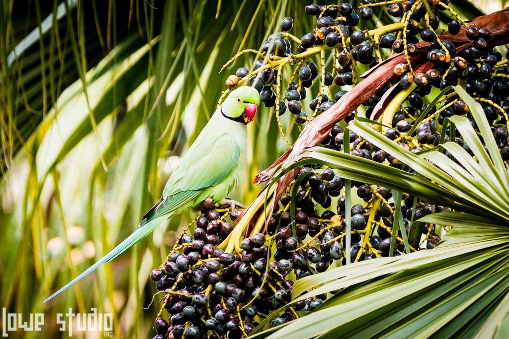 parakeet2